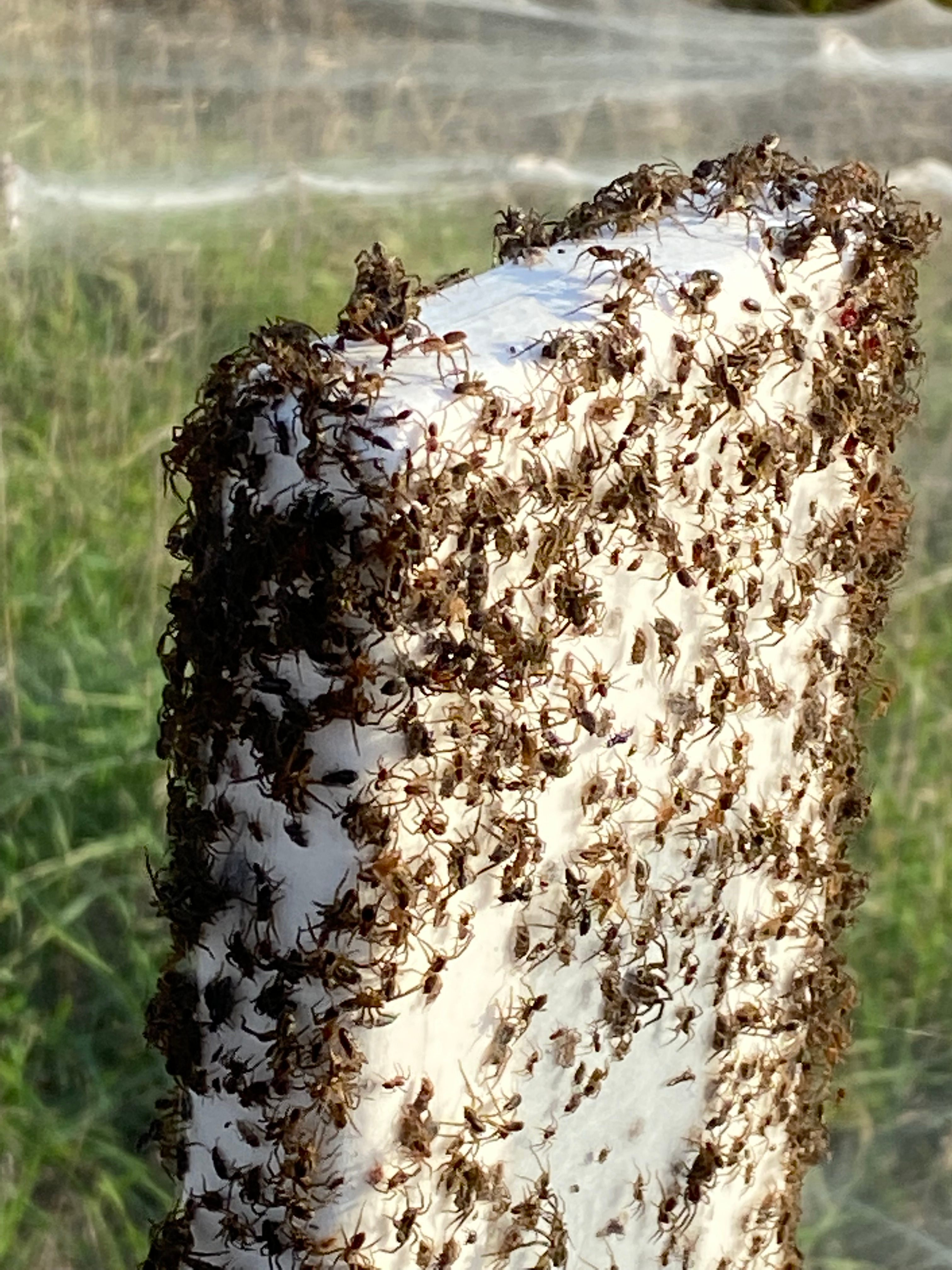 Cobwebs blanket Australian region as spiders flee floods