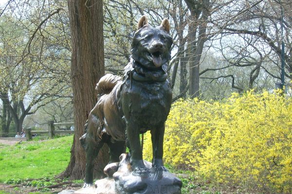 A statue of Balto stands in a place of honor in Central Park.
