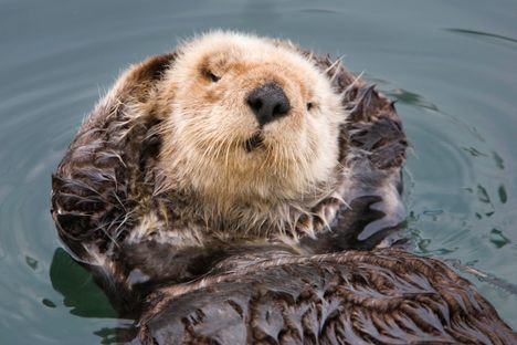 Sea otters, once hunted by humans for their fur and now adored for their cuteness, may be key to saving entire ecosystems.