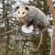 Avatar image for punk opossum