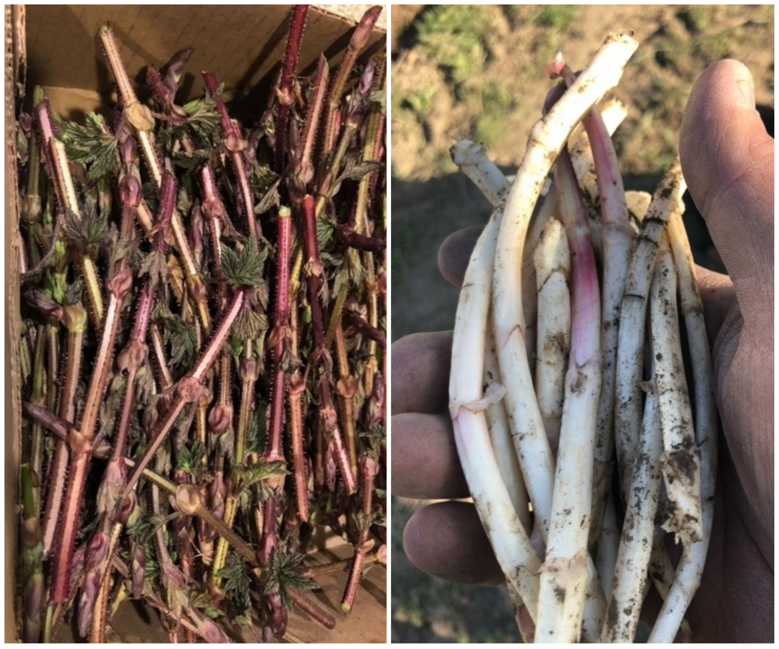 The above-ground shoots (left) and underground shoots (right), both from Petty's farm.