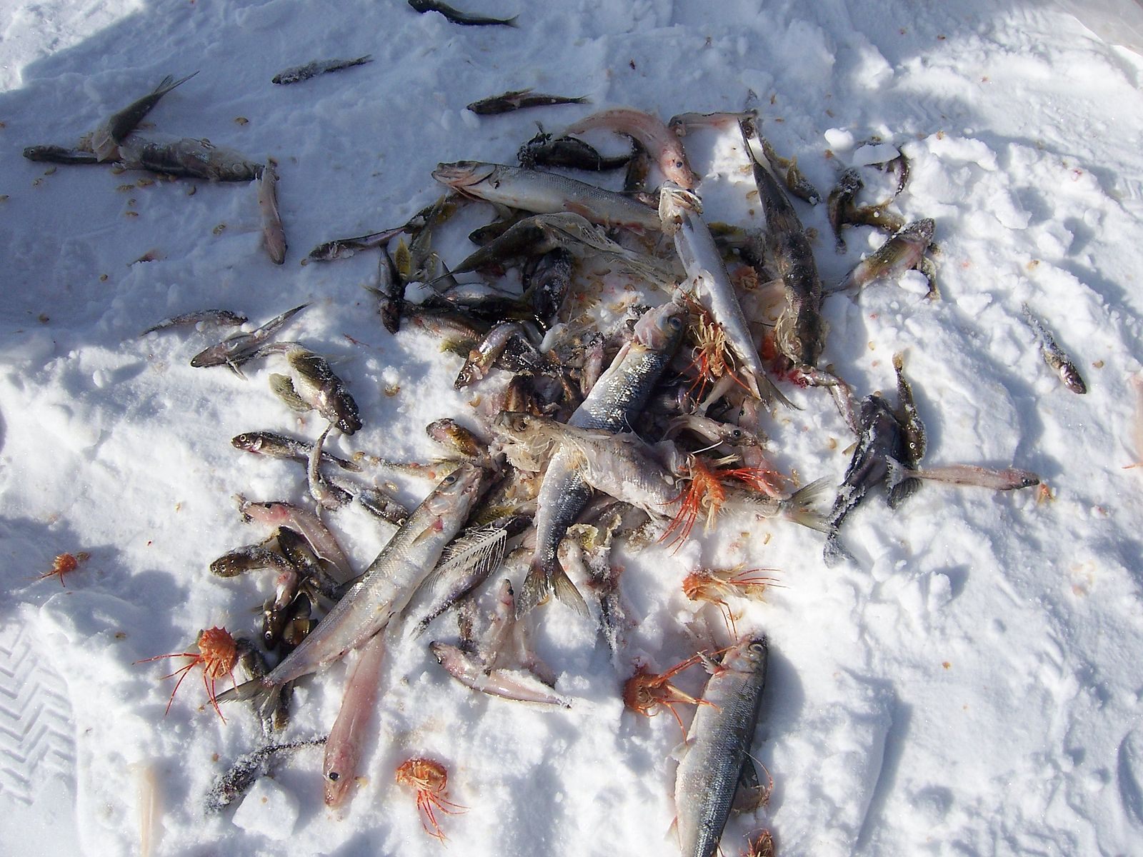 A pile of Lake Baikal fish. The pinkish one in the upper center is a golomyanka, which people do not often eat.