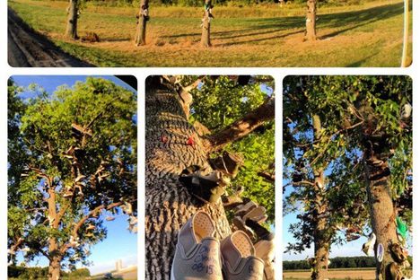 Lyndonville Shoe Trees