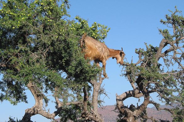 The Tree Goats of Morocco – Tamri, Morocco - Atlas Obscura