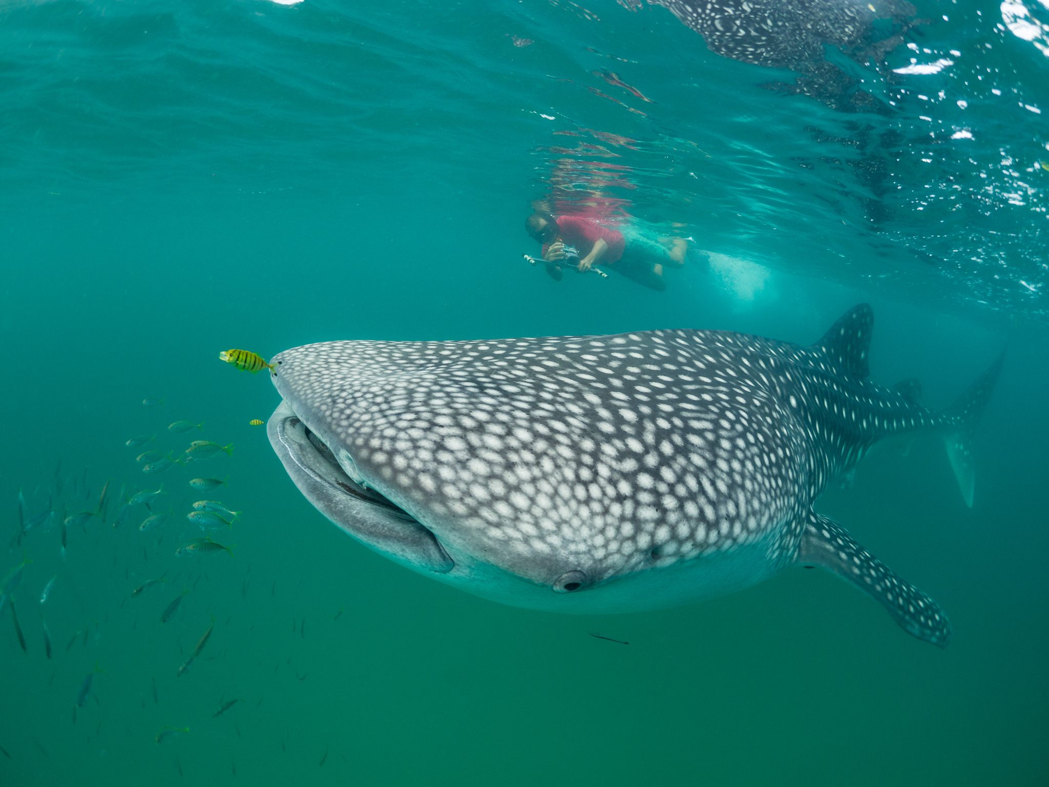 Where the whale sharks are: New research reveals secrets of