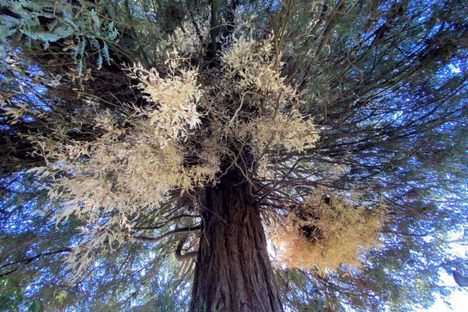 Albino redwoods, which do not produce chorophyll, and even rarer chimera redwoods, which have patches of albinism, may hold clues to an ecosystem's health, according to preliminary research.