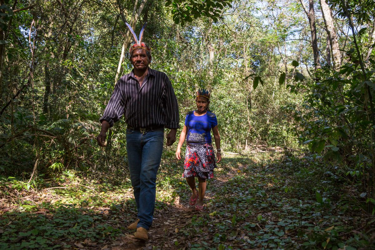 Stevia grows in the highlands that the Guaraní have long called home.