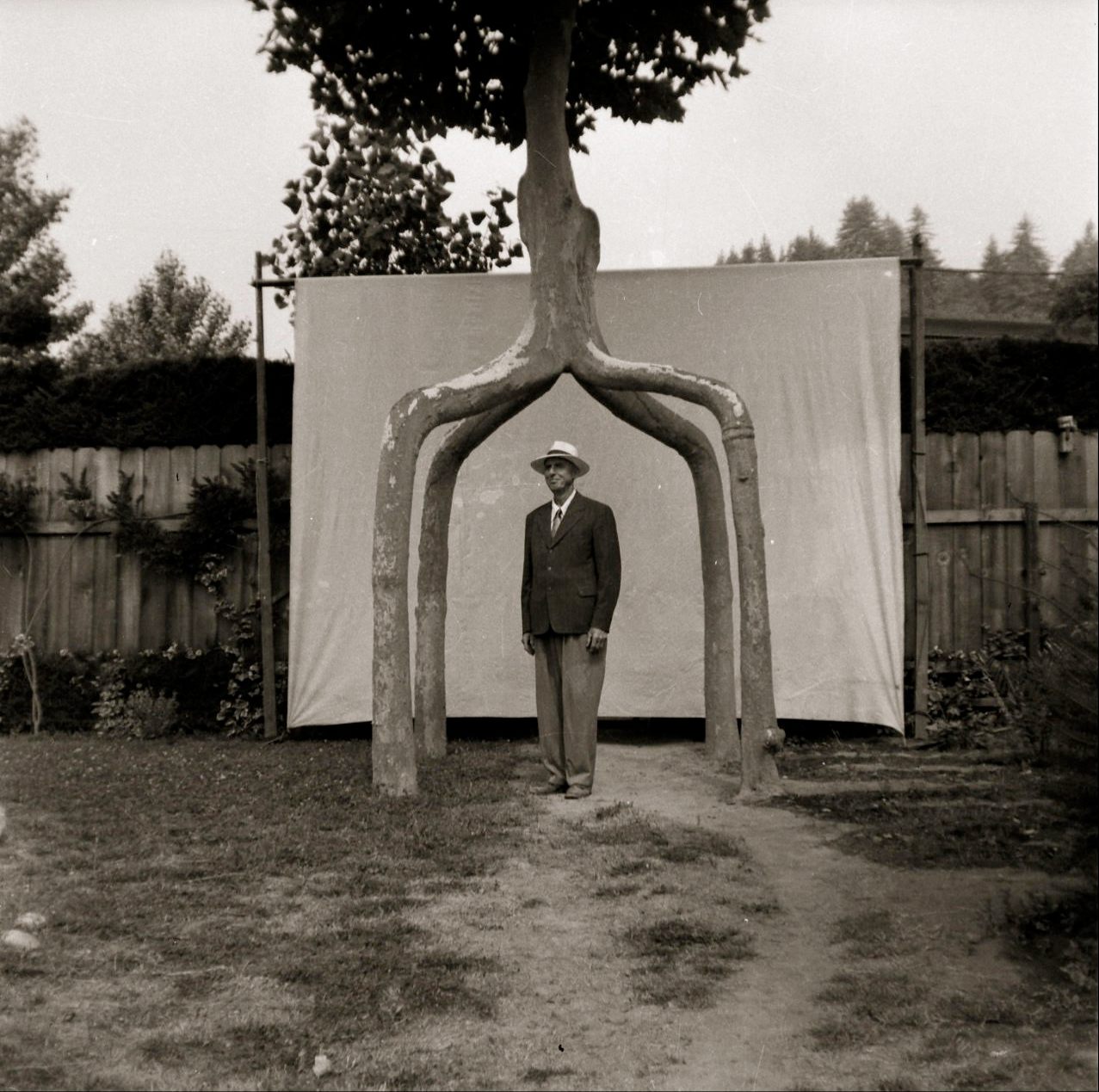 Axel Erlandson stands beneath the Four-Legged Giant.