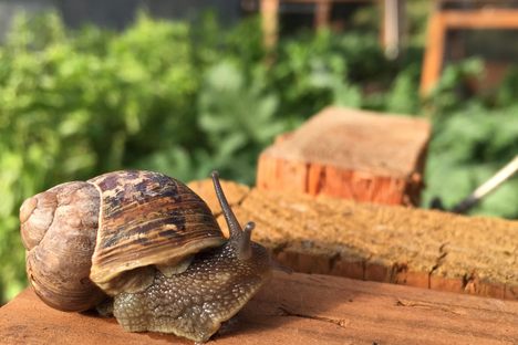 An intrepid snail at Little Gray Farms in Washington.