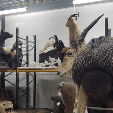 Natural history warehouse of the National Museums Collection Centre.