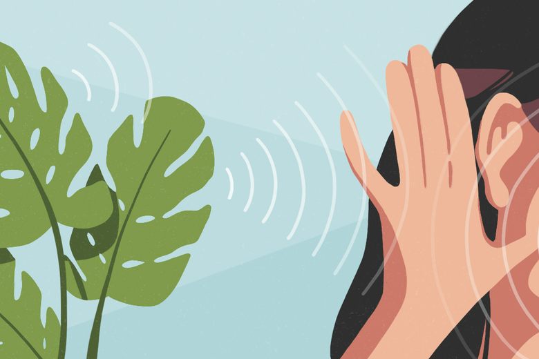 https://www.atlasobscura.com/articles/how-to-echolocate social preview image
