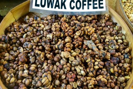 Civets (also called "luwaks") ferment coffee fruit seeds in their digestive tracts before excreting them.