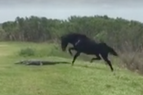 Look out, alligator.