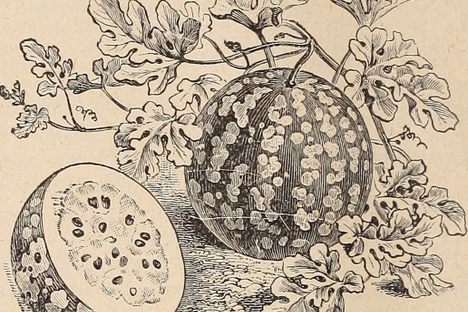 A green citron watermelon in an early-1900s seed catalogue.