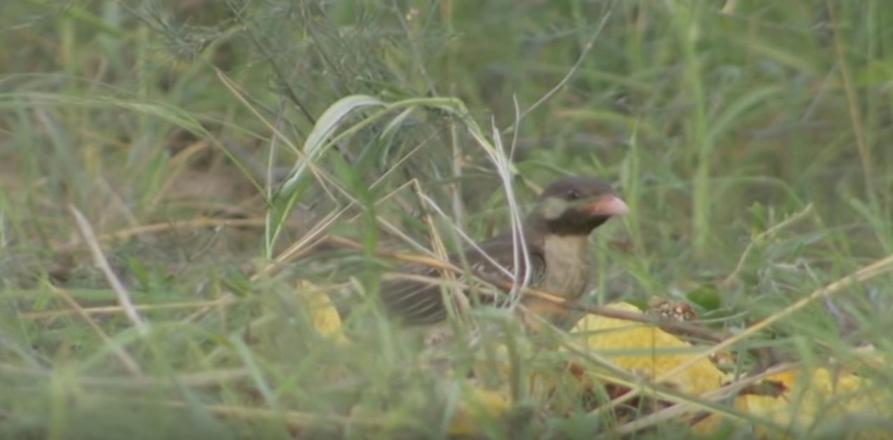 A still from the honeyguide scene in "The Hadza: Last of the First" in which a honeyguide enjoys leftover comb. Wood says the scene is "obviously staged."