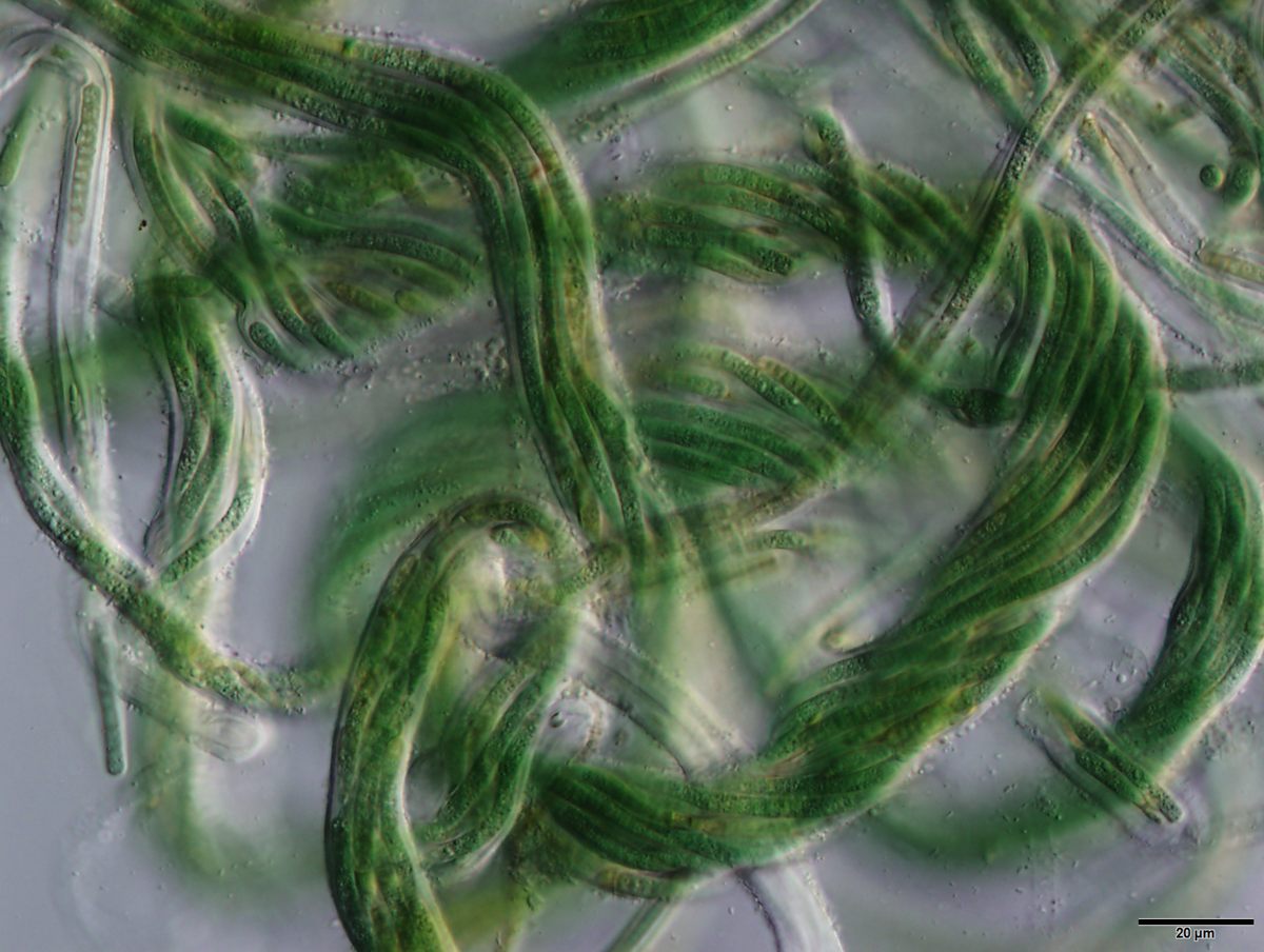 Cyanobacteria forms the basis of the biocrust ecosystem, like coral on a reef.