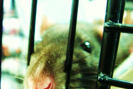 A rat in a cage in New Zealand. 