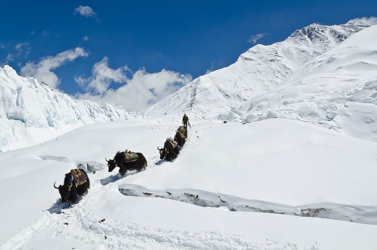 Yaks avoiding a crevasse on their way down East Rombuk Glacier on Mt. Everest.