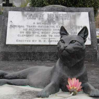 Mrs Chippy, resting on Harry McNeish's grave.