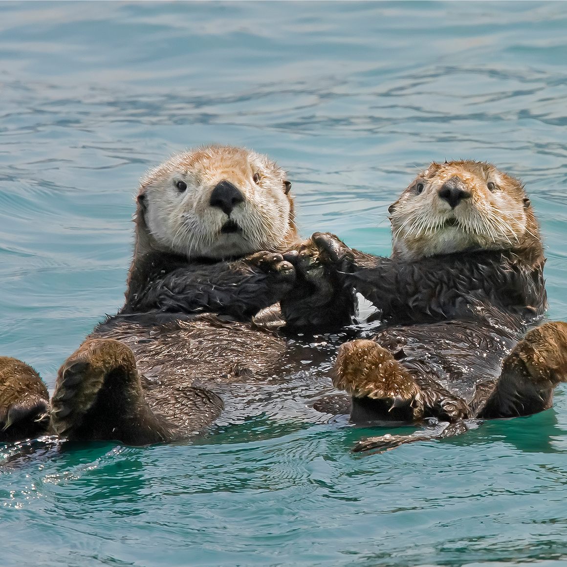 Sea otters holding hands.