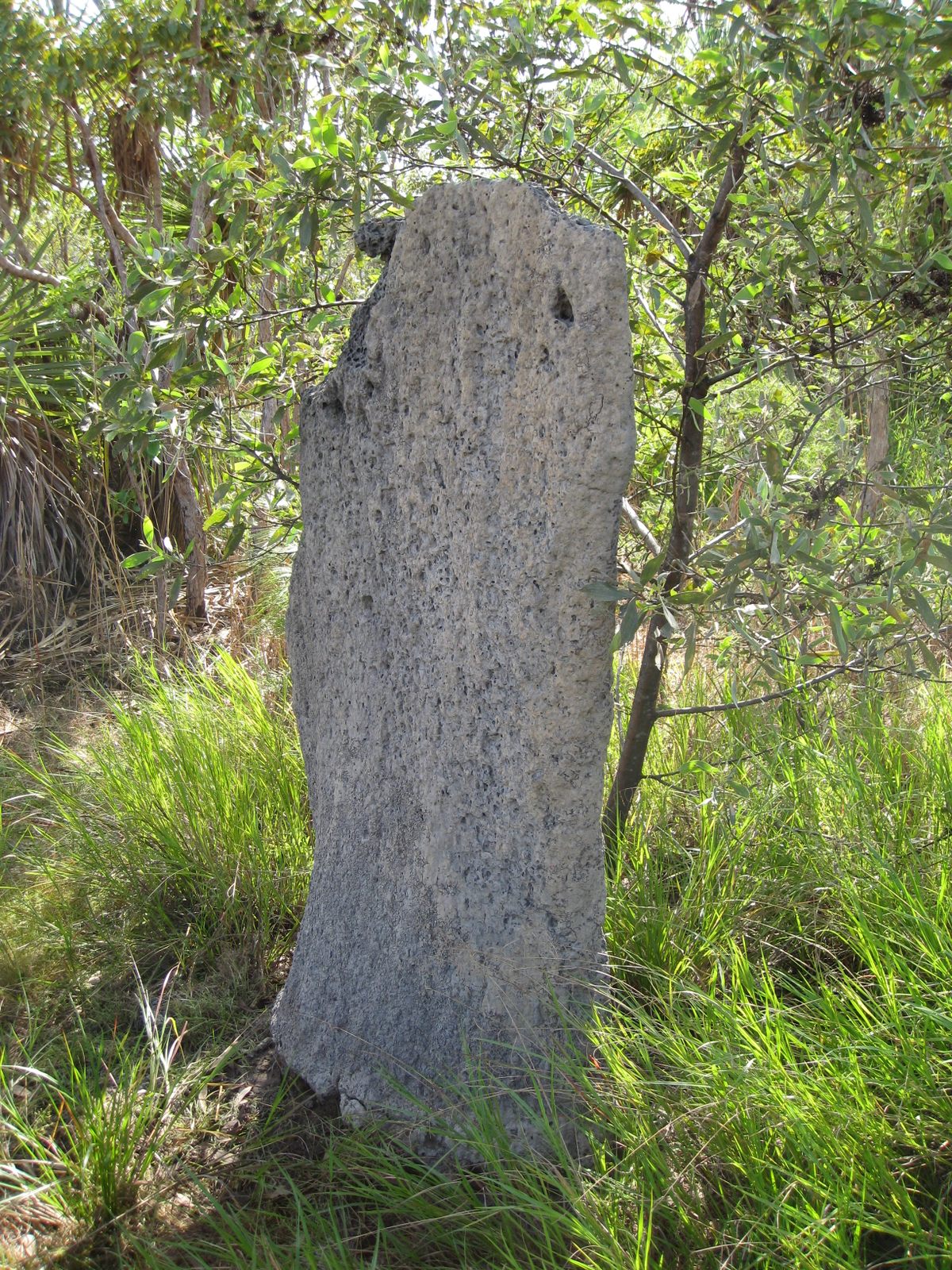Random Mounds Magnetic Termite Mounds – Litchfield Park, Australia - Atlas Obscura