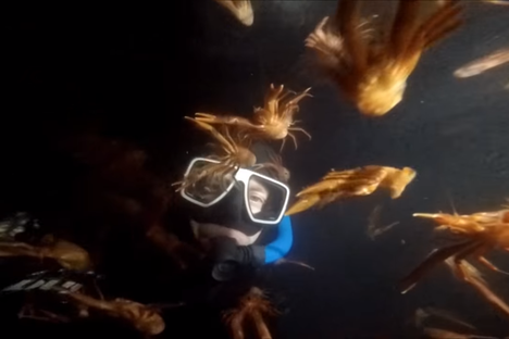 Watch a Scuba Diver Swim Through a Swarm of Tiny Red Crabs 