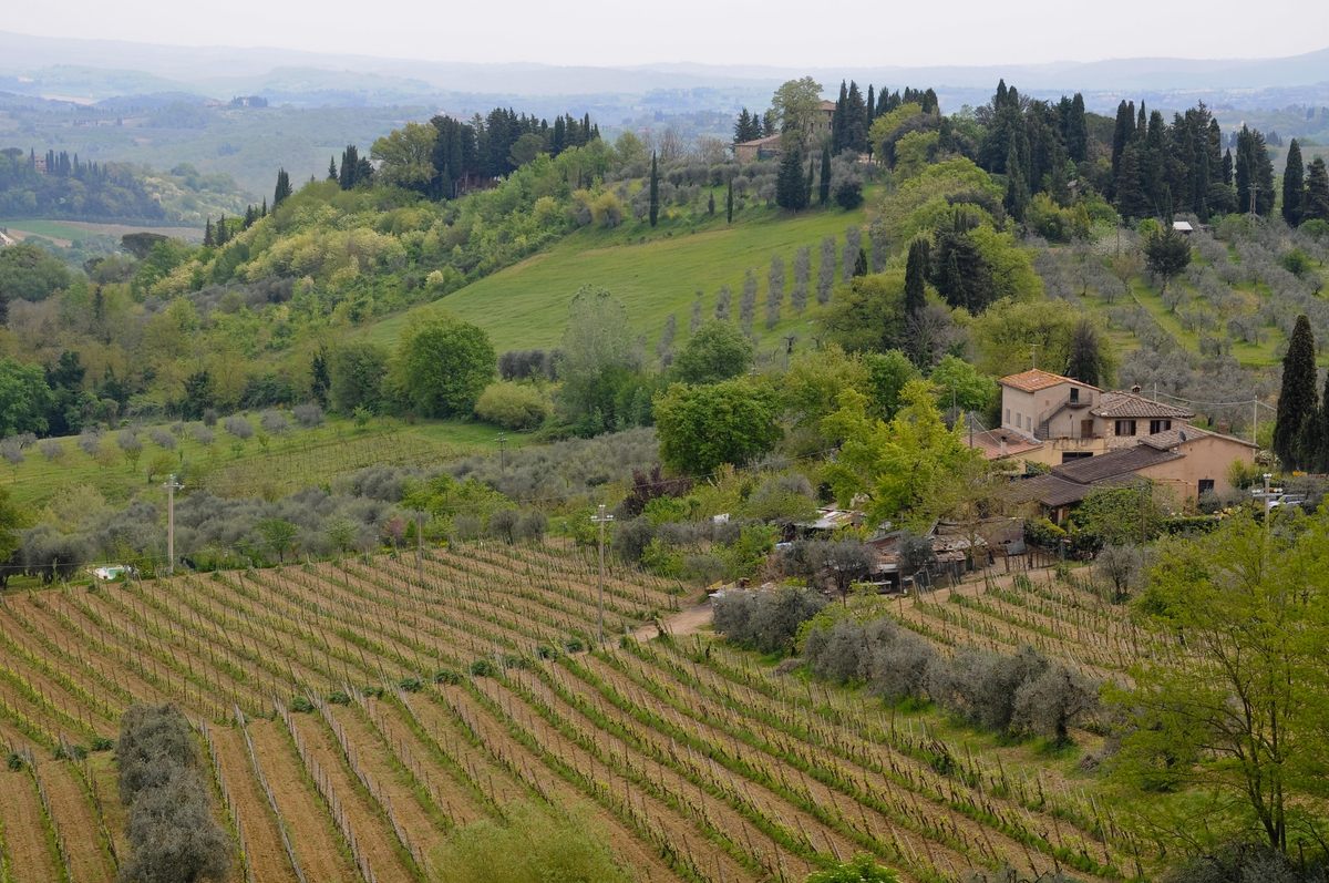 Vernaccia vineyards around San Gimignano, Tuscany. This fine white wine is referenced by Boccaccio's characters who went into isolation.