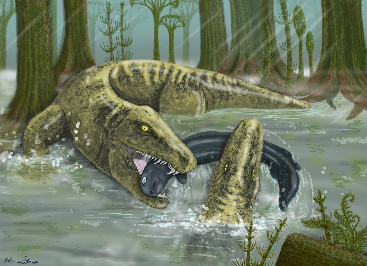 At six feet or longer, 340-million-year-old <em>Whatcheeria deltae</em> was the apex predator of its ancient Iowa ecosystem. 