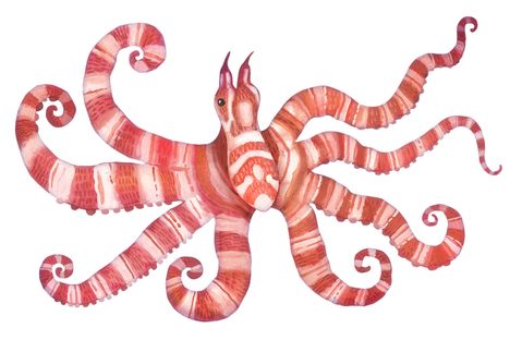 Wunderpus photogenicus: No two look alike.