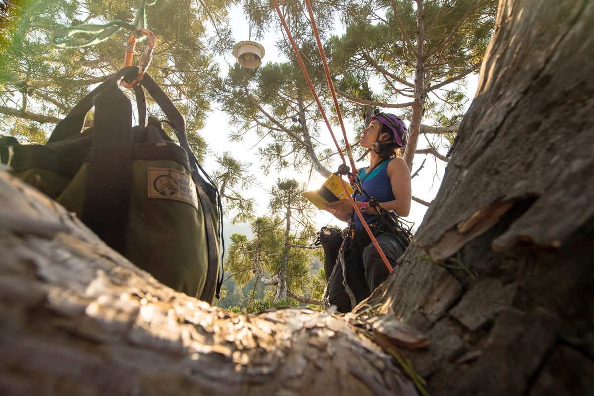 Baxter records data while taking foliage samples from the top of a giant sequoia tree in Sequoia National Park.