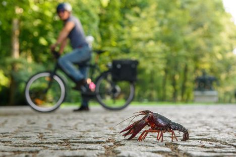 Louisiana Crayfish Are Invading Berlin
