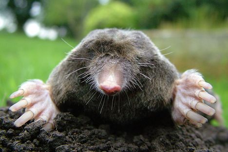 Mole Archaeologists Excavate the Unreachable Underworld of a Roman Fort