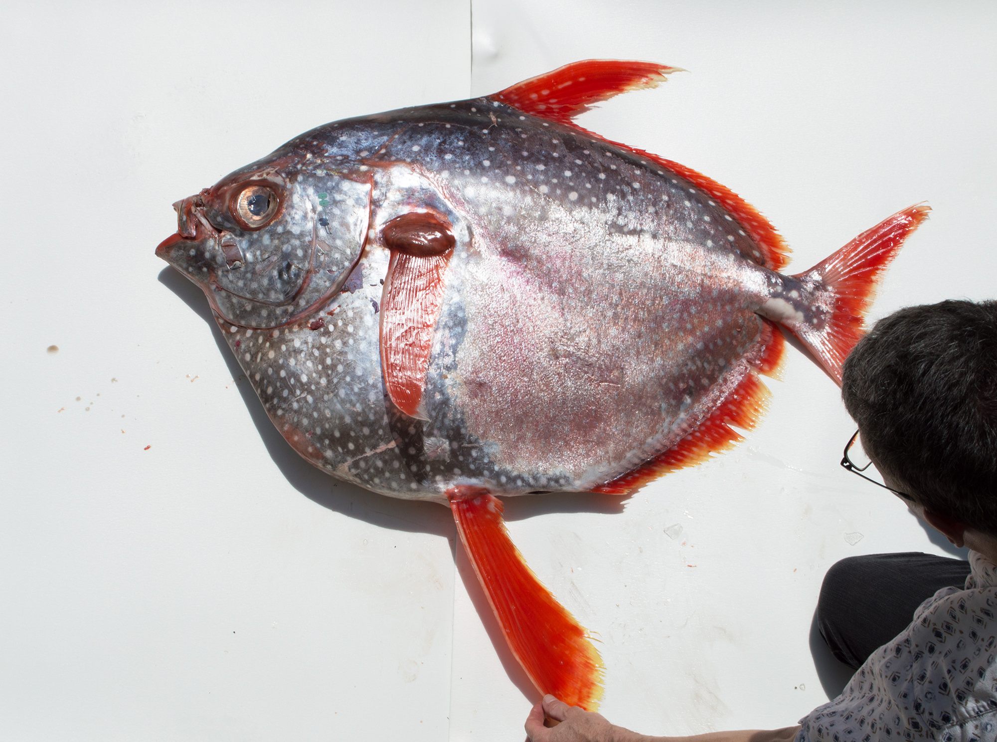 The opah, ready for a photograph.