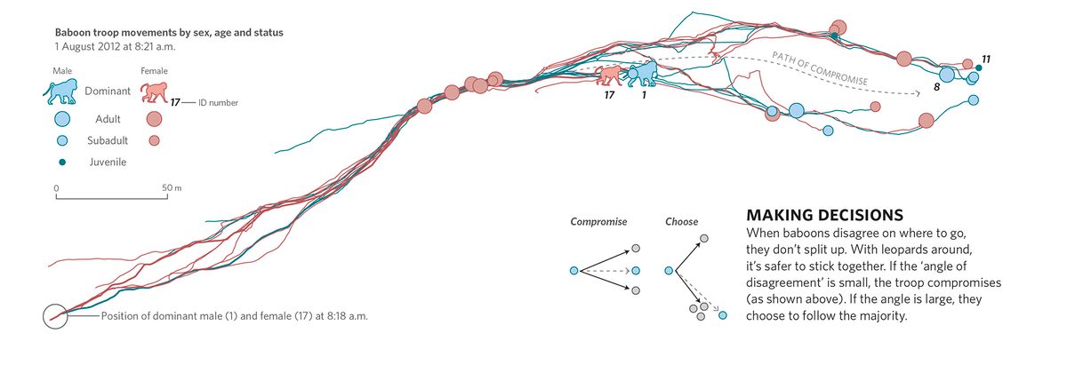 An hour's worth of baboon troop movements contains multiple instances of group choice and compromise.