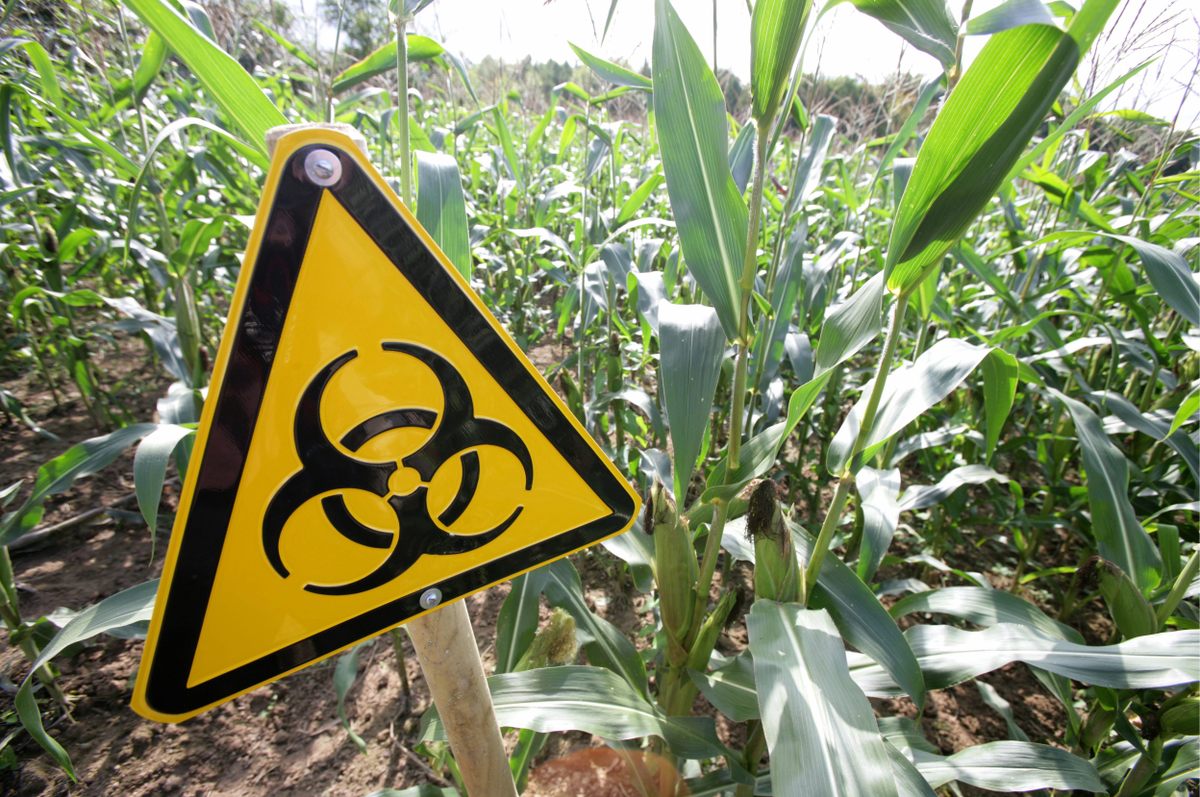 In 2005, a biohazard sign sits in front of a field of GMO corn in Germany. In 2015, the country banned GMO crops.