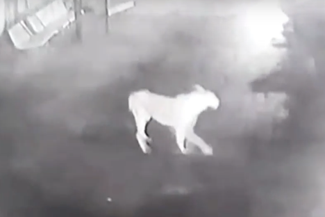 The Unexpected Result When a Cow Faces Down a Pride of Rare Asiatic Lions