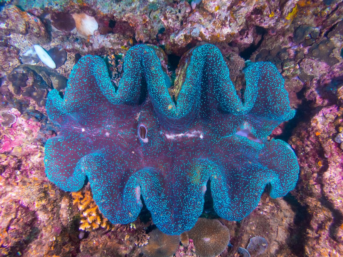 giant clams in coral reef