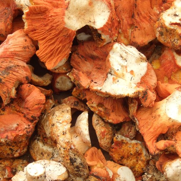 Lobster mushrooms get their name from their color, which resembles the shell of a lobster.