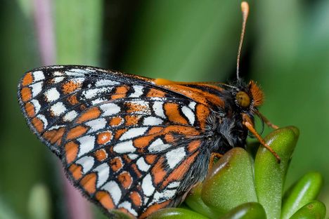 Taylor's checkerspot butterfly.