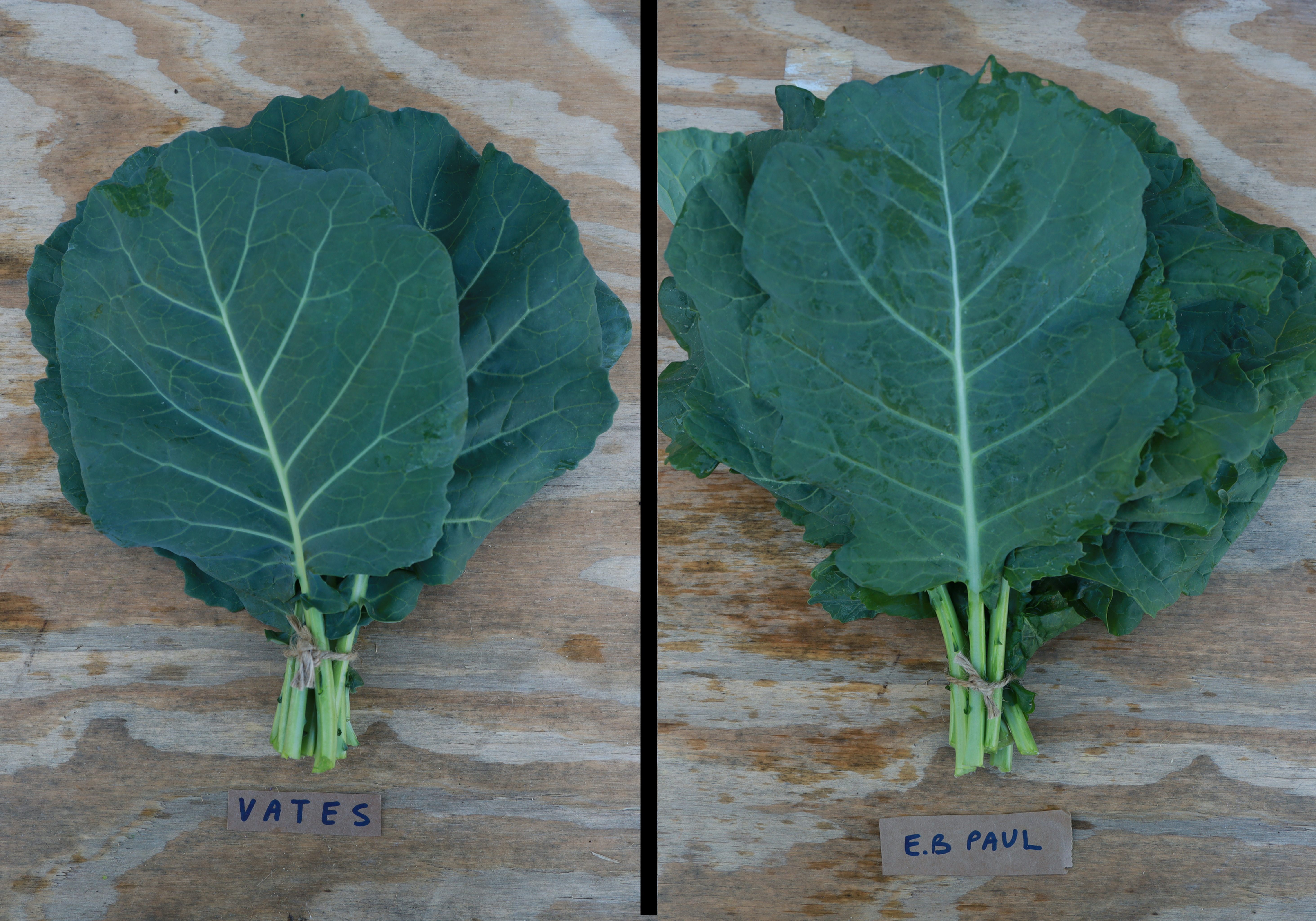 The Vates variety (left) is a classic collard, while the E.B. Paul (right) was collected by Edward Davis in 2003.