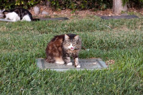 A sweet lil feral cat.