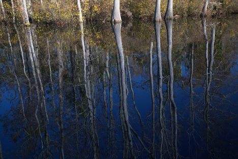 Reflections on Lake Drummond