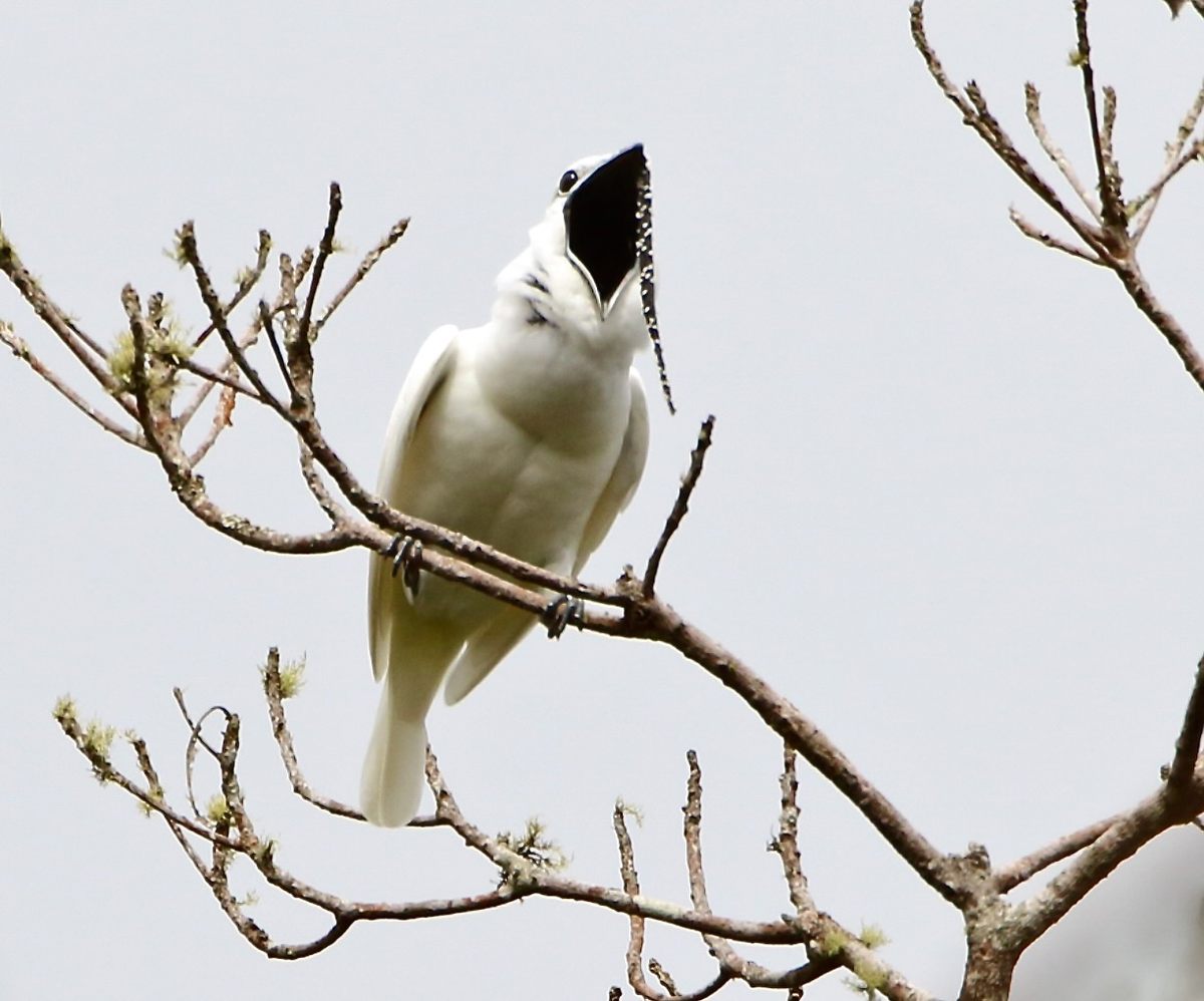 South America's white bellbird has a distinct, tapered wattle that hangs from one side of its beak, but its main claim to fame is the male's call to his mate, which is as loud as a race car.