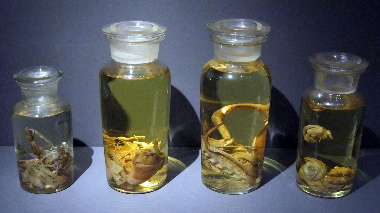 The organs of the last great auks.