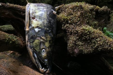 In British Columbia, Dead Salmon Make for Happy Butterflies and Bees