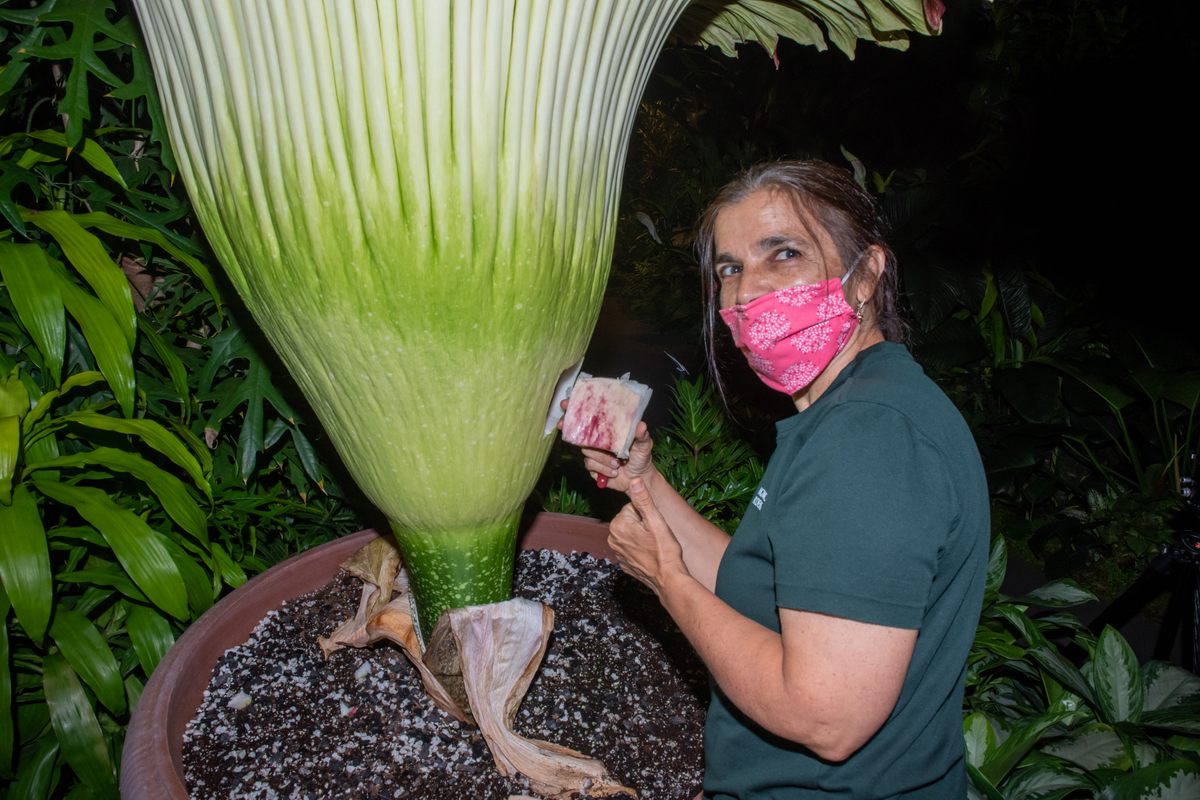 Joyce Rondinella, senior horticulturist and Sprout’s caretaker, preparing to hand pollinate the titan arum.