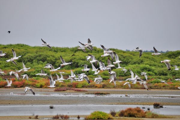 Located on the Jaffna Peninsula, the Thondamanaru Lagoon has become a crucial wetland on the Central Asian Flyway, one of the world’s major migratory routes. 