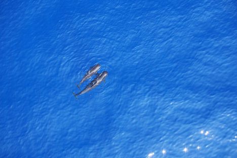 Two short-finned pilot whales move through the ocean.