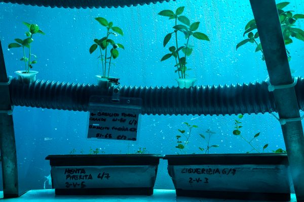 Various plants grow within the underwater farm.