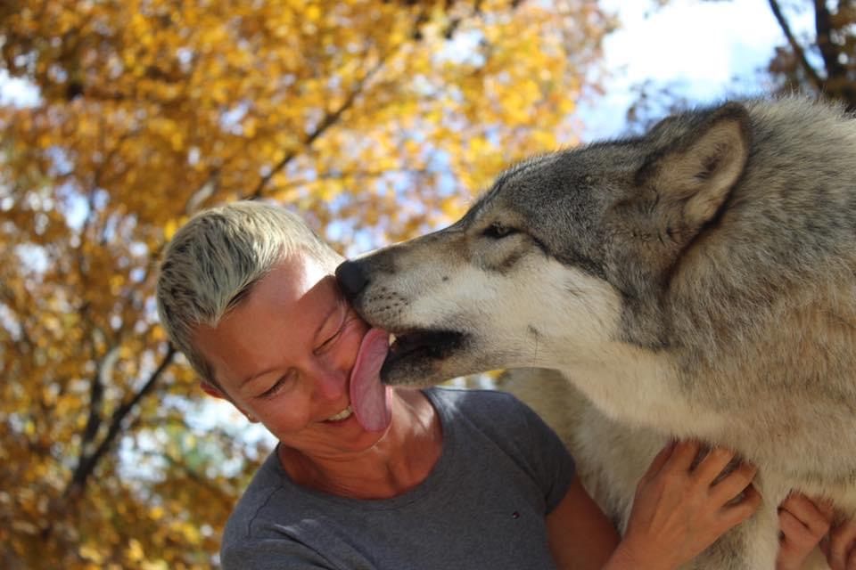 “Wolf Ambassadors” at Seacrest Wolf Preserve interact with visitors, demonstrating how friendly and affectionate some of the species can be.  